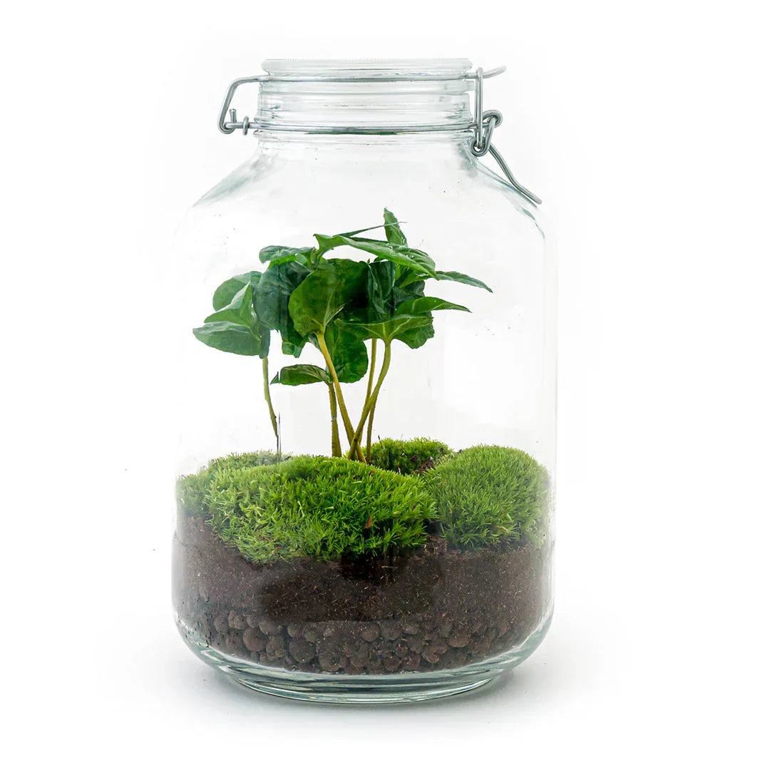 JAR - Terrarium Weckpot - Bottle garden DIY kit - Ø 18 cm ↑ 28 cm