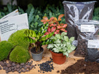 Calathea Lancifolia - Plant Terrarium Refill & Starter kit - 3 terrarium plants - DIY