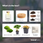Little Milky - Terrarium with light - Bottle garden DIY kit - Ø 17 cm ↑ 25 cm