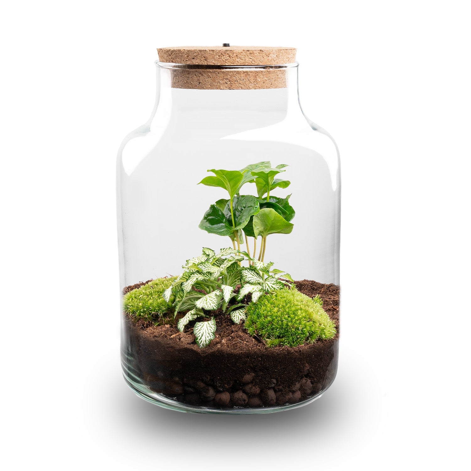 Little Milky - Terrarium with light - Bottle garden DIY kit - Ø 17 cm ↑ 25 cm