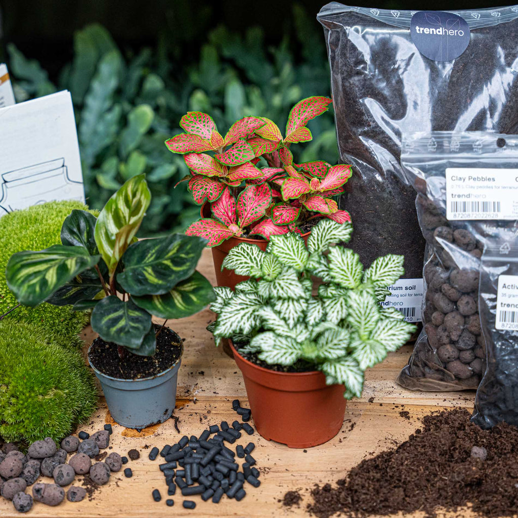 Terrarium Starter & Refill Kit with Plants – Complete DIY Ecosystem (L/XL)