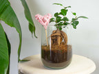 Terrarium - Martin - DIY kit - ↑ 17 cm