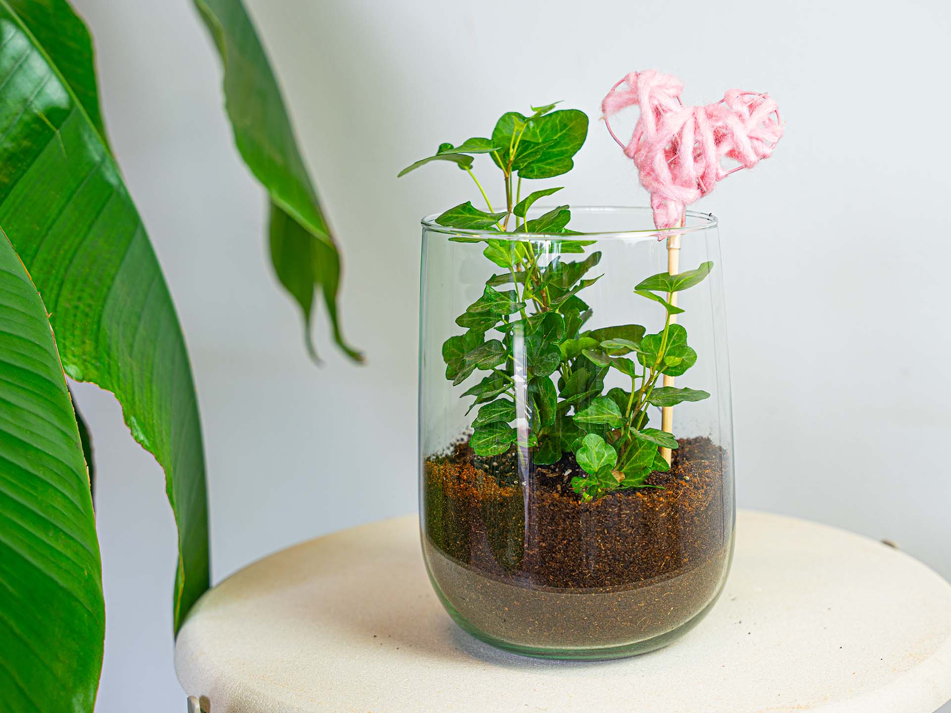 Terrarium - Martin - DIY kit - ↑ 17 cm