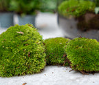 5 Terrarium plants - Plant Terrarium Refill & Starter kit - 5 terrarium plants - DIY