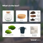Noah - Terrarium - Bottle garden DIY kit - Ø 18.5 cm ↑ 19 cm