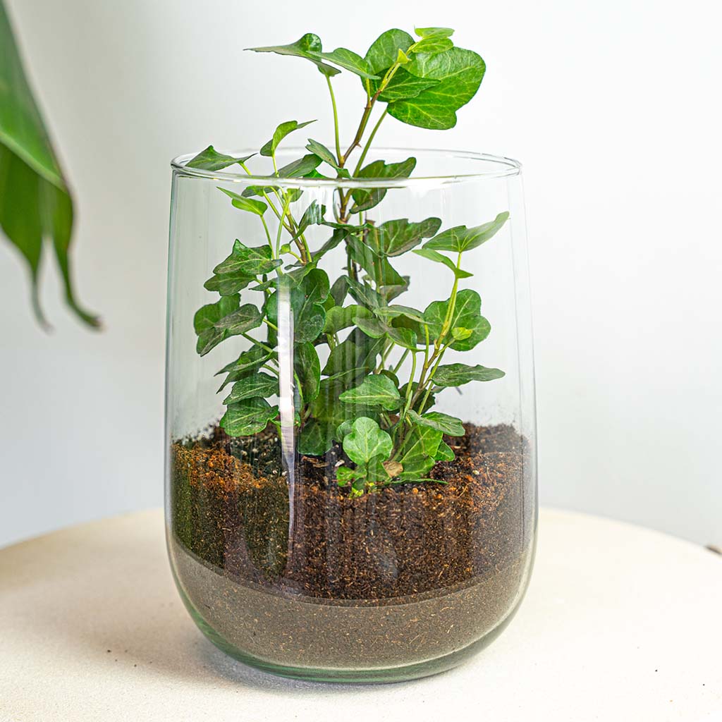 Terrarium - Martin - DIY kit - ↑ 17 cm
