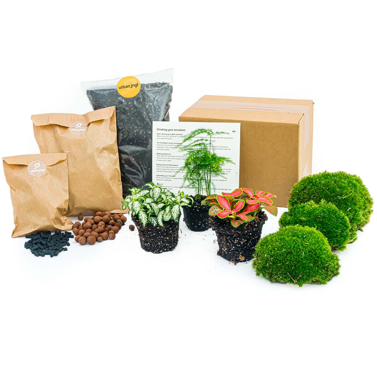Asparagus - Plant Terrarium Refill & Starter kit - 3 terrarium plants - DIY