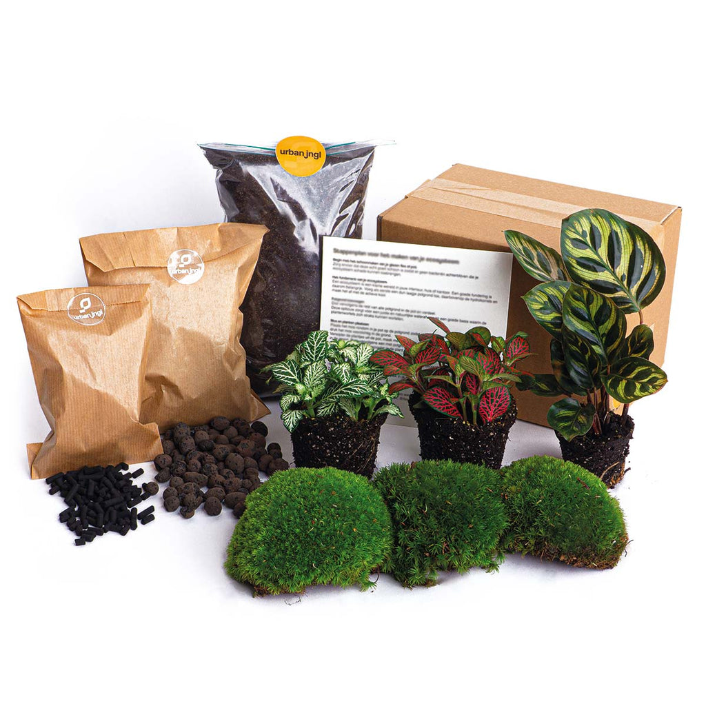 Terrarium Starter & Refill Kit with Plants – Complete DIY Ecosystem (L/XL)