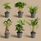 Plant set - 6 green plants - Baby and terrarium plants