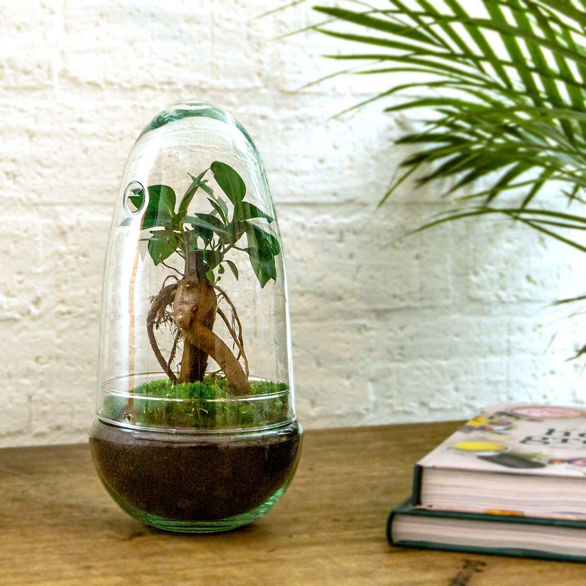 Egg - Terrarium - Two-part glass dome - Bottle garden DIY kit - Ø 12 cm ↑ 25 cm