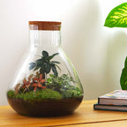 Sam XL Bonsai - Terrarium with light - Bottle garden DIY kit - Ø 30 cm ↑ 32 cm