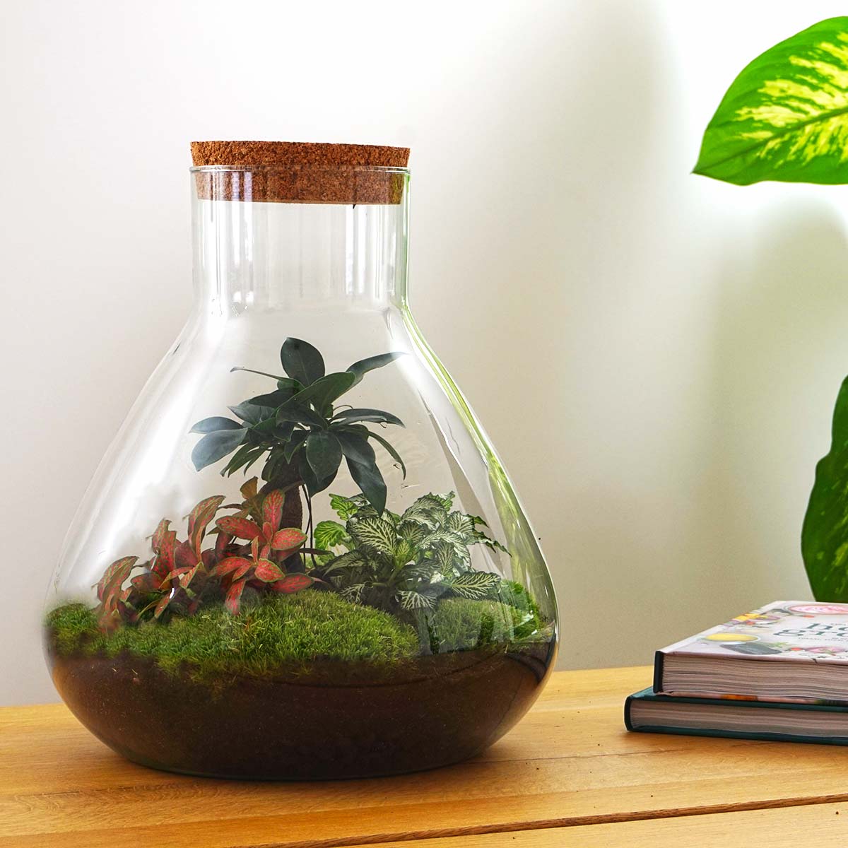 Sam XL Bonsai - Terrarium with light - Bottle garden DIY kit - Ø 30 cm ↑ 32 cm