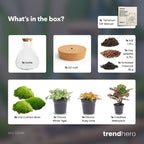 Sam Calathea - Terrarium with light - Bottle garden DIY kit - Ø 24.5 cm ↑ 30 cm