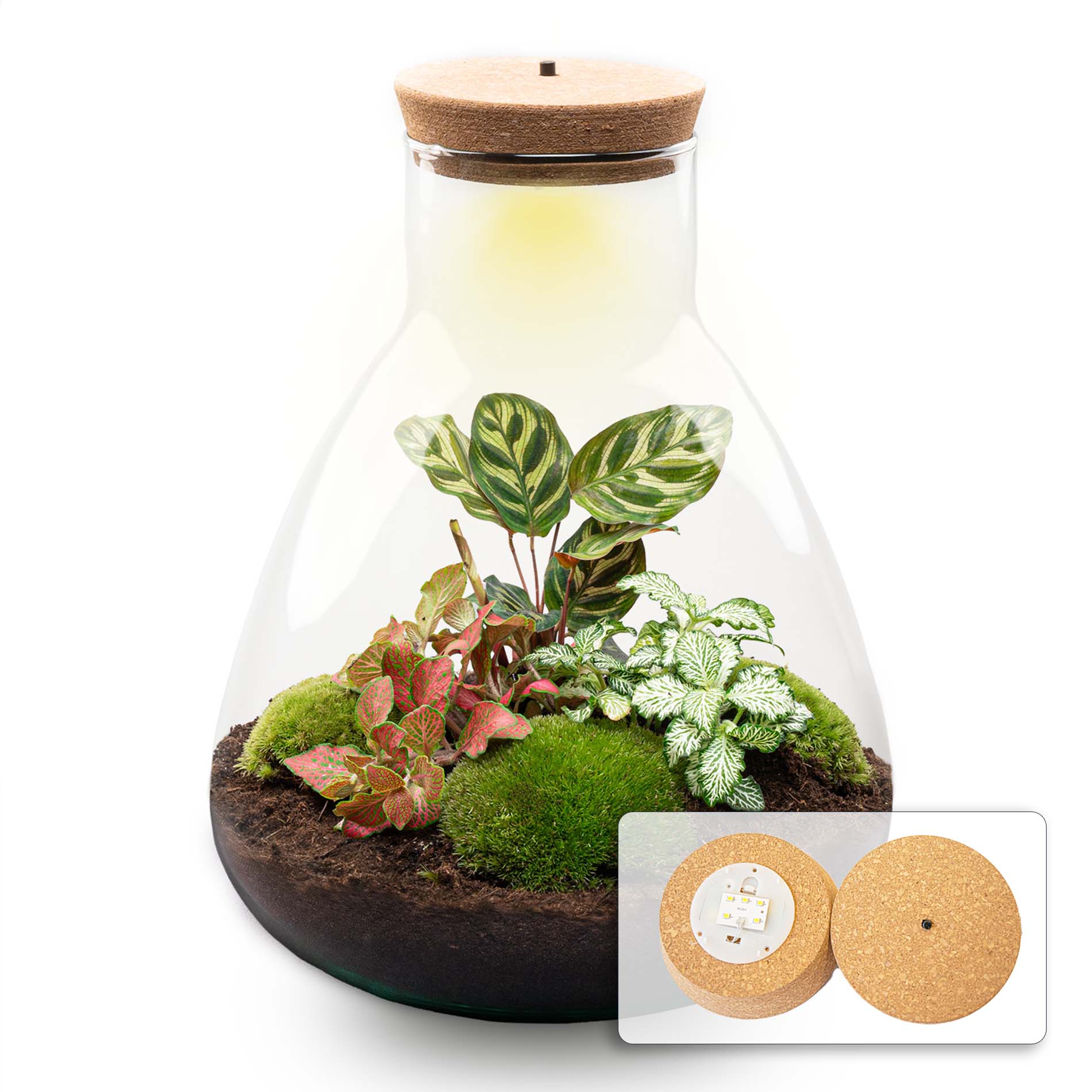 Sam Calathea - Terrarium with light - Bottle garden DIY kit - Ø 24.5 cm ↑ 30 cm