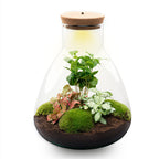 Sam Coffea - Terrarium with light - Bottle garden DIY kit - Ø 24.5 cm ↑ 30 cm