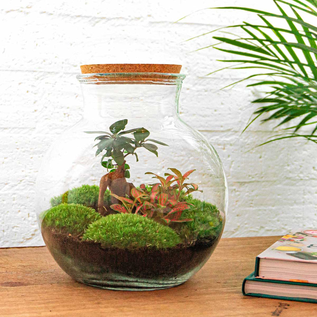 Teddy Bonsai - Terrarium with light - Bottle garden DIY kit - Ø 25 cm ↑ 26,5 cm