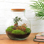 Teddy Bonsai - Terrarium with light - Bottle garden DIY kit - Ø 25 cm ↑ 26,5 cm
