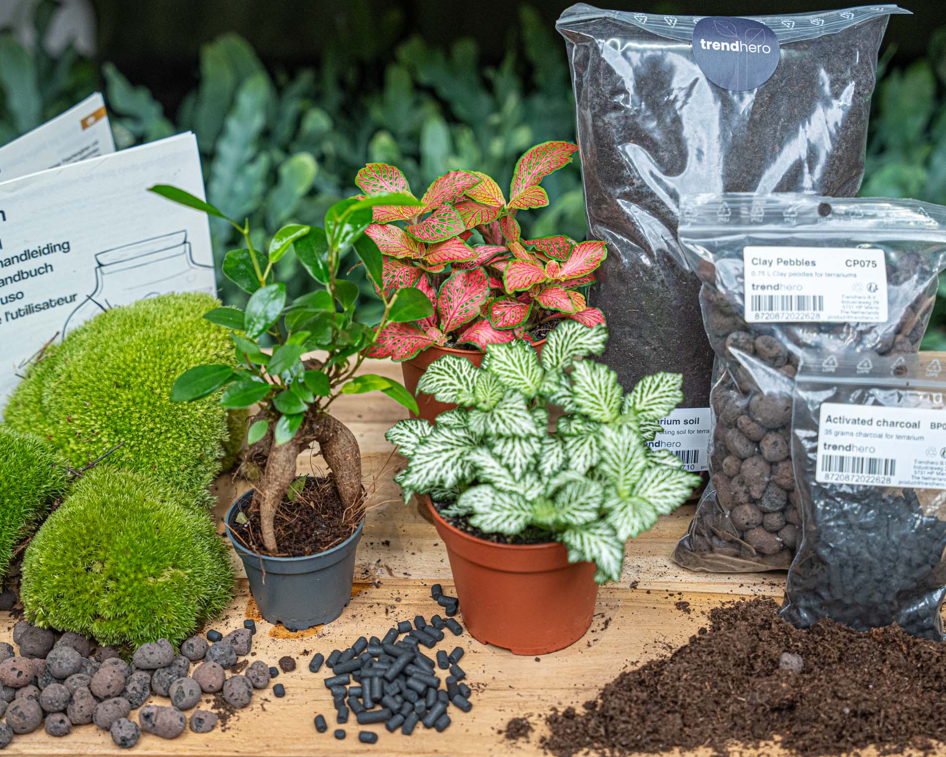 Bonsai Ficus Ginseng - Plant Terrarium Refill & Starter kit - 3 terrarium plants - DIY
