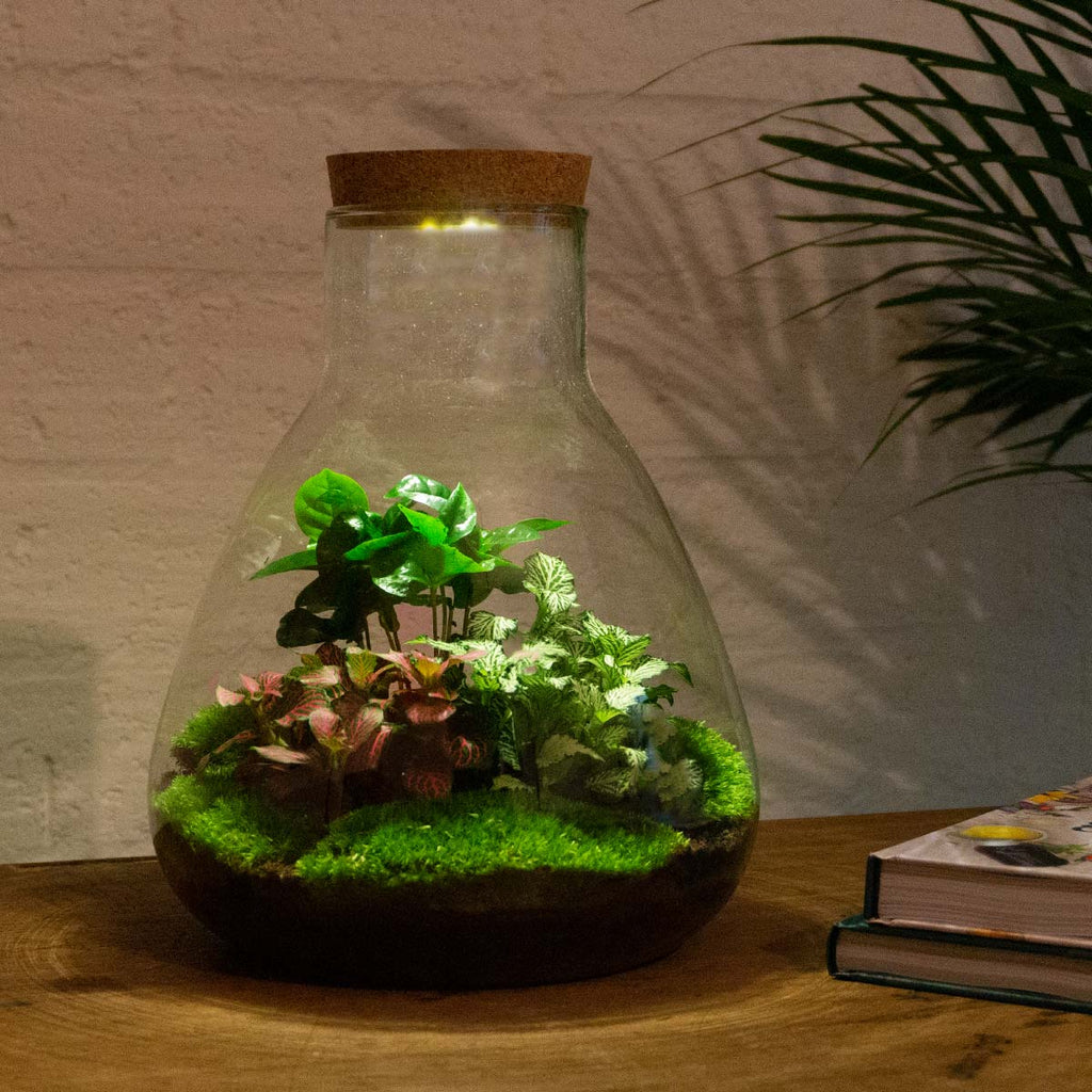 Sam Coffea - Terrarium with light - Bottle garden DIY kit - Ø 24.5 cm ↑ 30 cm