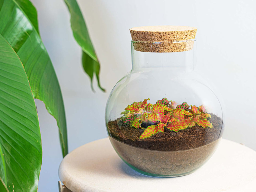 Noah - Terrarium - Bottle garden DIY kit - Ø 18.5 cm ↑ 19 cm