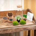 Little Milky - Terrarium with light - Bottle garden DIY kit - Ø 17 cm ↑ 25 cm