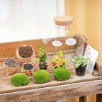 Fat Joe Red - Terrarium with light - Bottle garden DIY kit - Ø 29 cm ↑ 30 cm