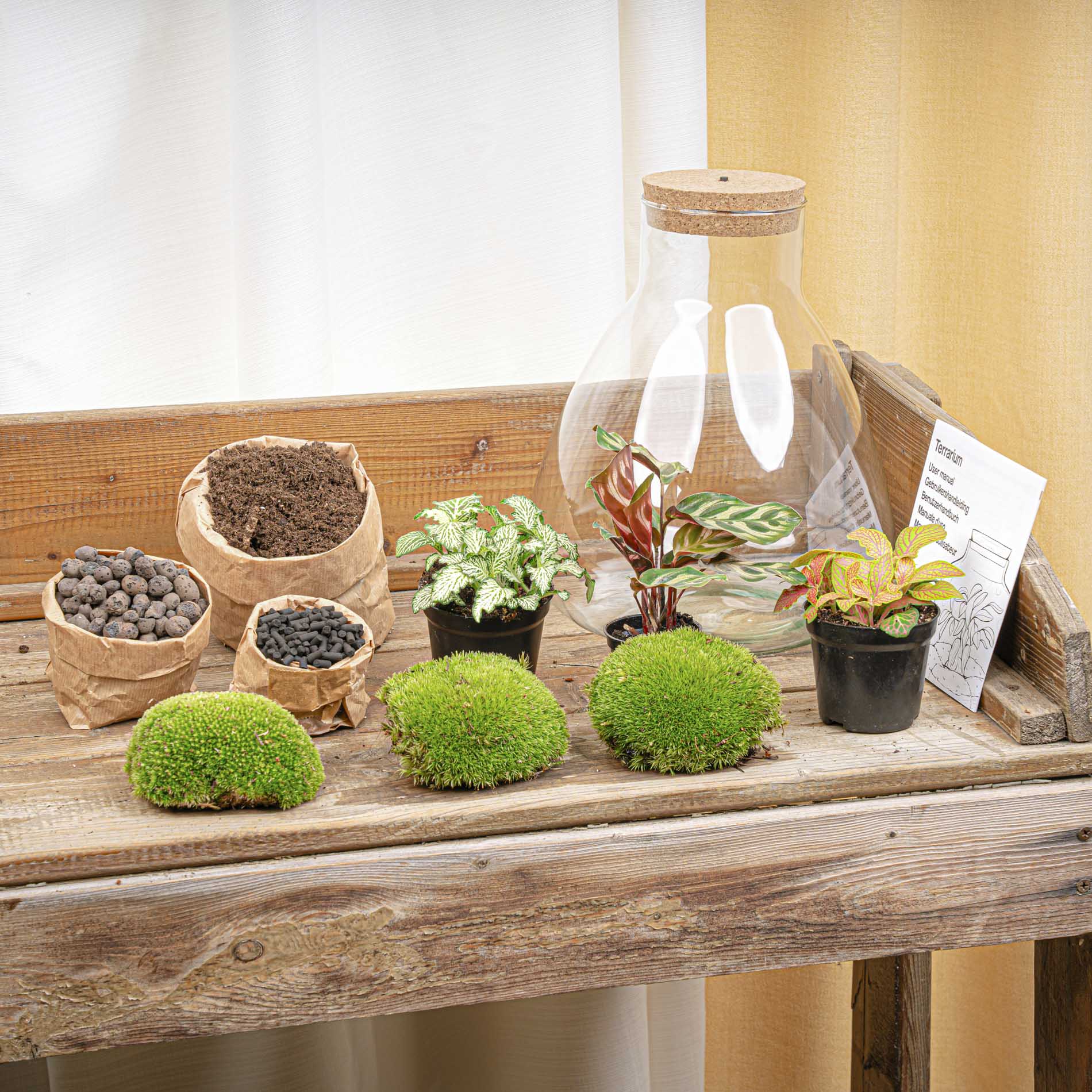 Sam Calathea - Terrarium with light - Bottle garden DIY kit - Ø 24.5 cm ↑ 30 cm