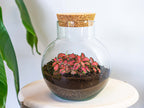 Noah - Terrarium - Bottle garden DIY kit - Ø 18.5 cm ↑ 19 cm