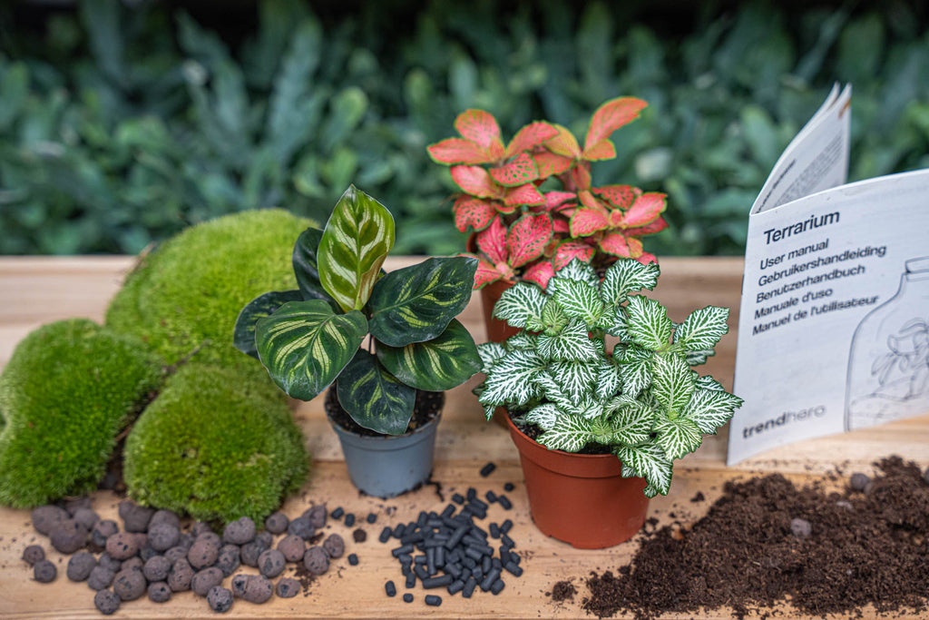 Terrarium Starter & Refill Kit with Plants – Complete DIY Ecosystem (L/XL)