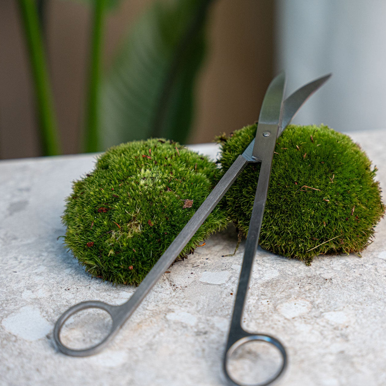 Terrarium Scissors 25 cm – Extra Long Curved Stainless Steel Tool