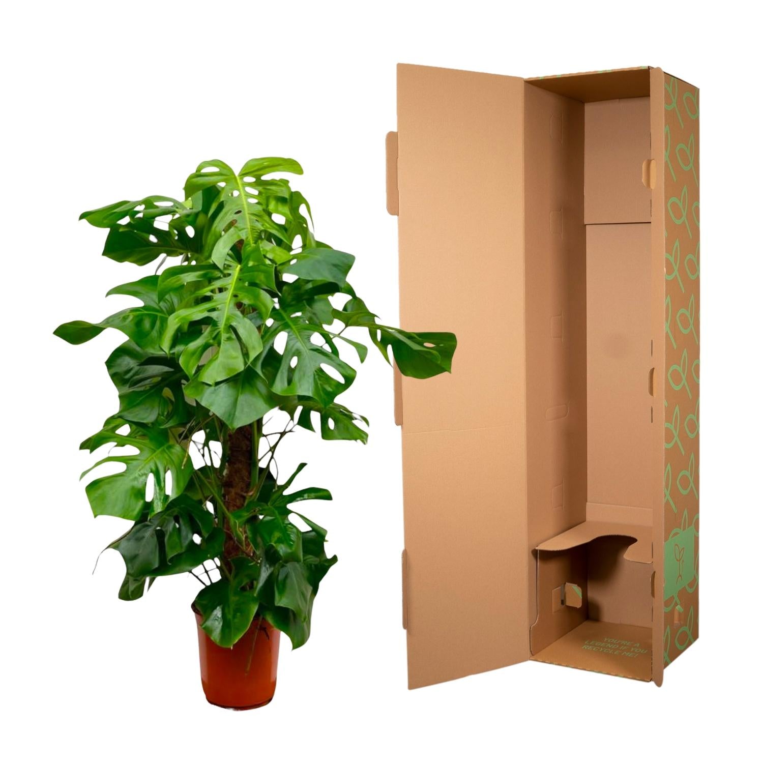 Monstera Deliciosa 150cm ø27