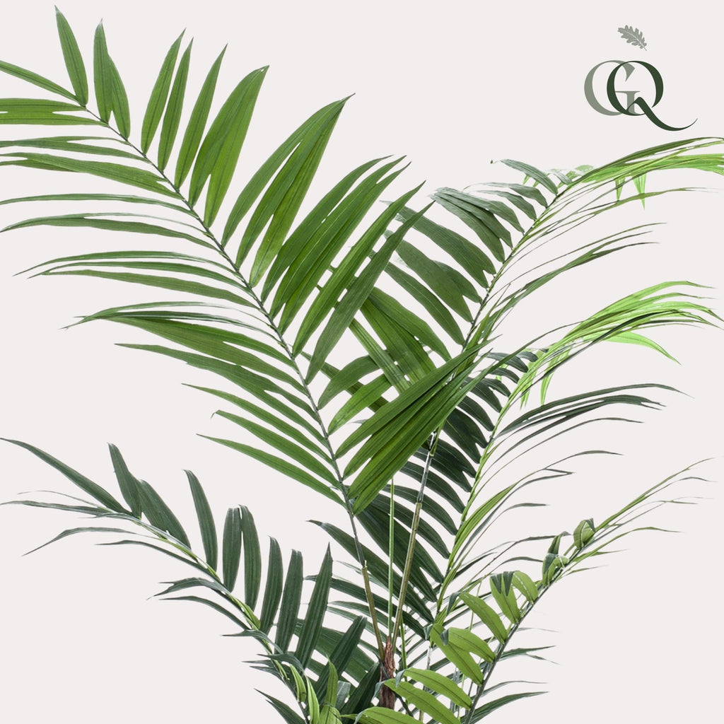 Artificial Kentia Palm - 210cm