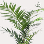 Artificial Kentia Palm - 210cm