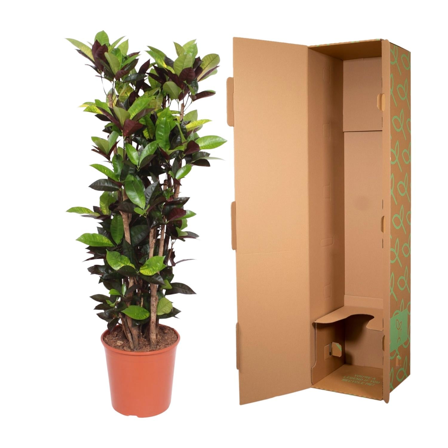 Codiaeum Iceton (Croton) – 190 cm - ø45