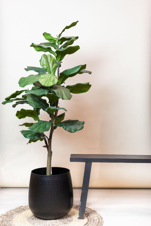 Artificial Ficus Lyrata (Fiddle Leaf Fig) - 120cm