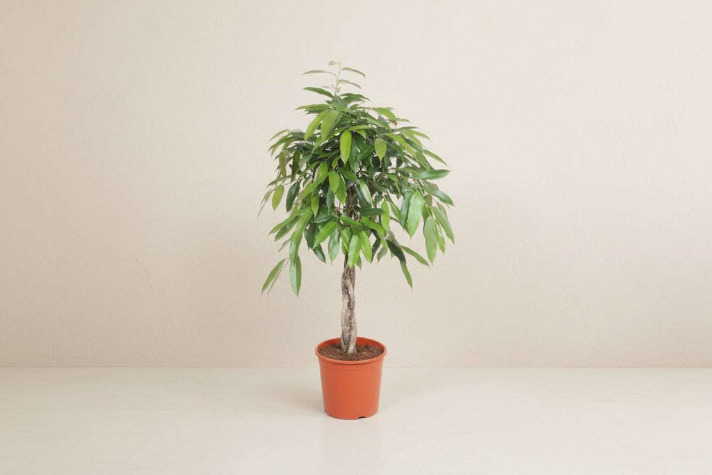 Ficus Amstel King - 140 cm - ø30