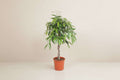 Ficus Amstel King - 140 cm - ø30