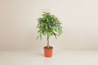 Ficus Amstel King - 140 cm - ø30
