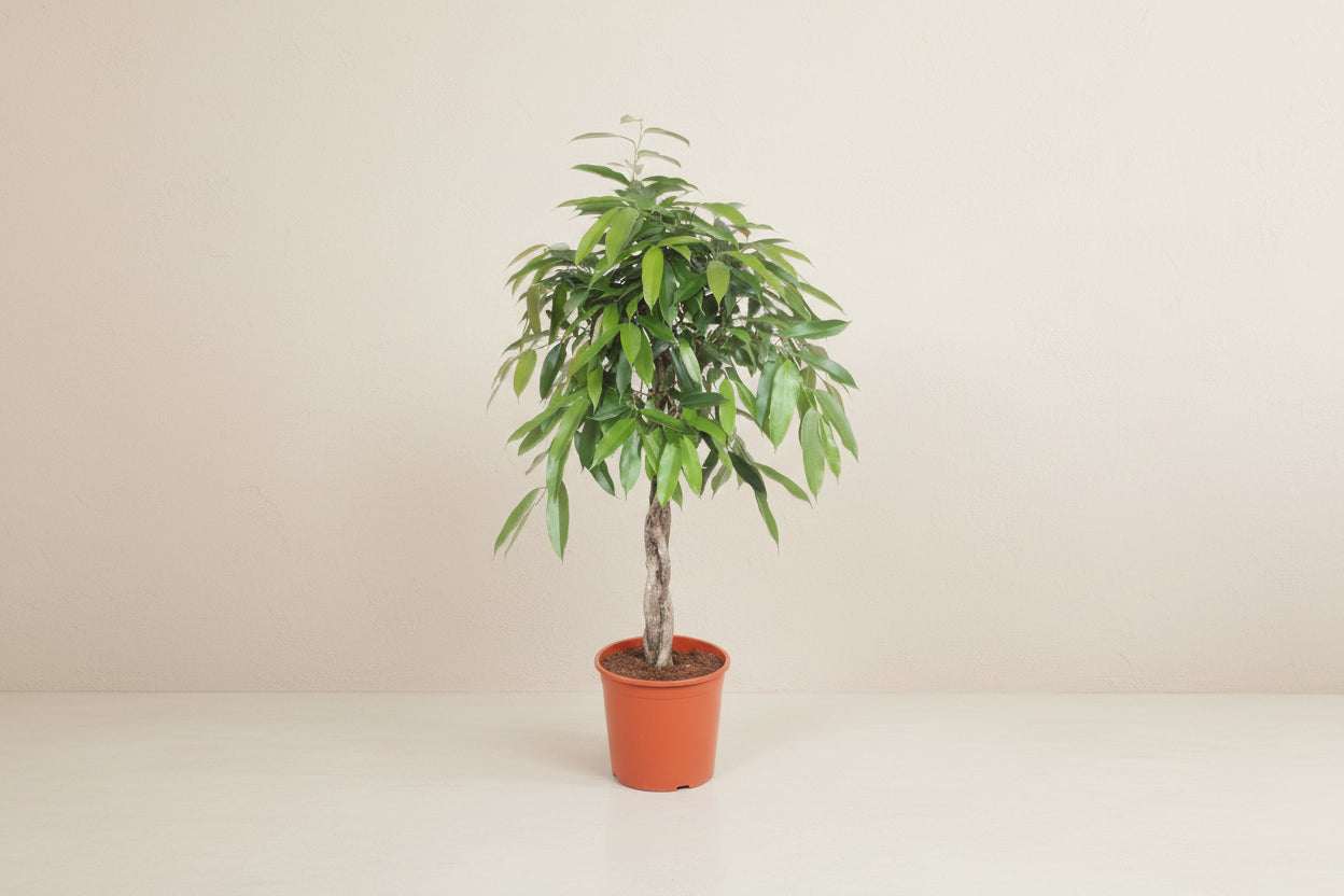 Ficus Amstel King - 140 cm - ø30