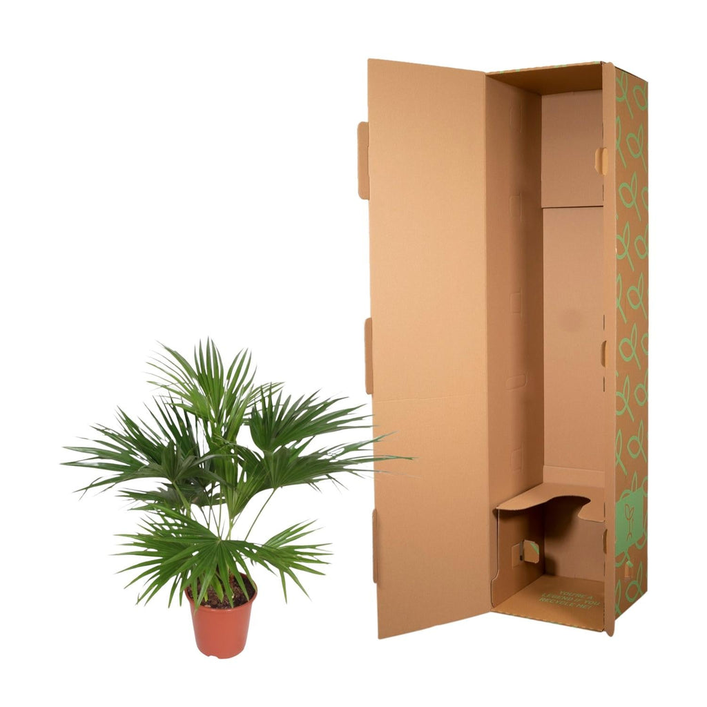 Livistona Chinensis (Chinese Fan Palm) - 150cm - ø24