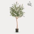 Artificial Olive Tree (Olea Europaea) - 180cm