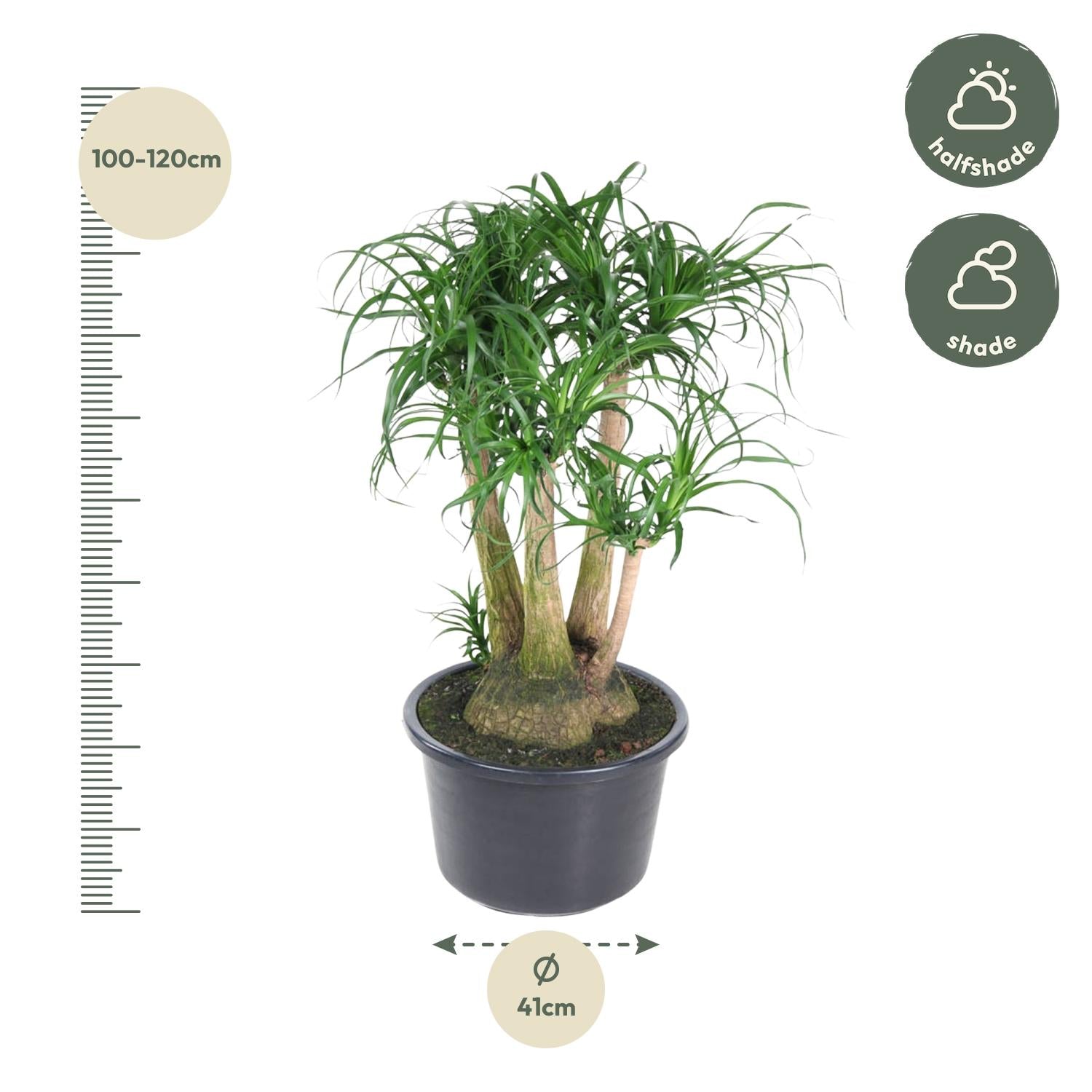 Beaucarnea (Ponytail Palm)  - 110cm - ø41