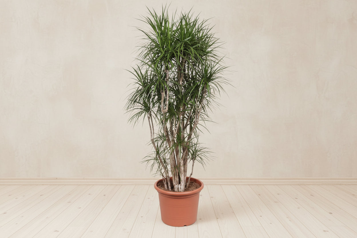 Dracaena Marginata Branched - 220cm - ø40