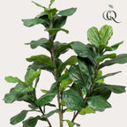 Artificial Ficus Lyrata (Tobacco Plant) - 180cm