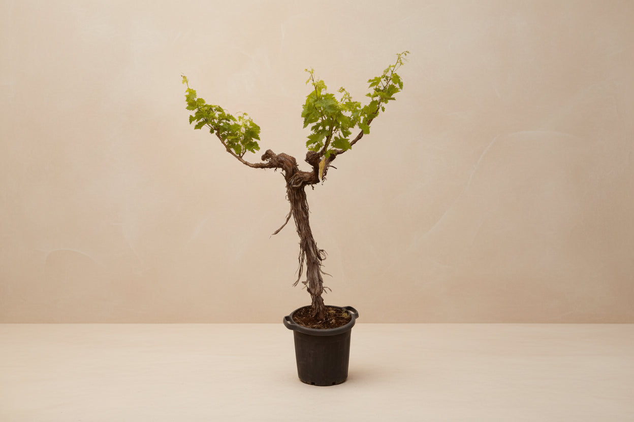 Grape Plant (Vitis Vinifera) - 220cm - ø55