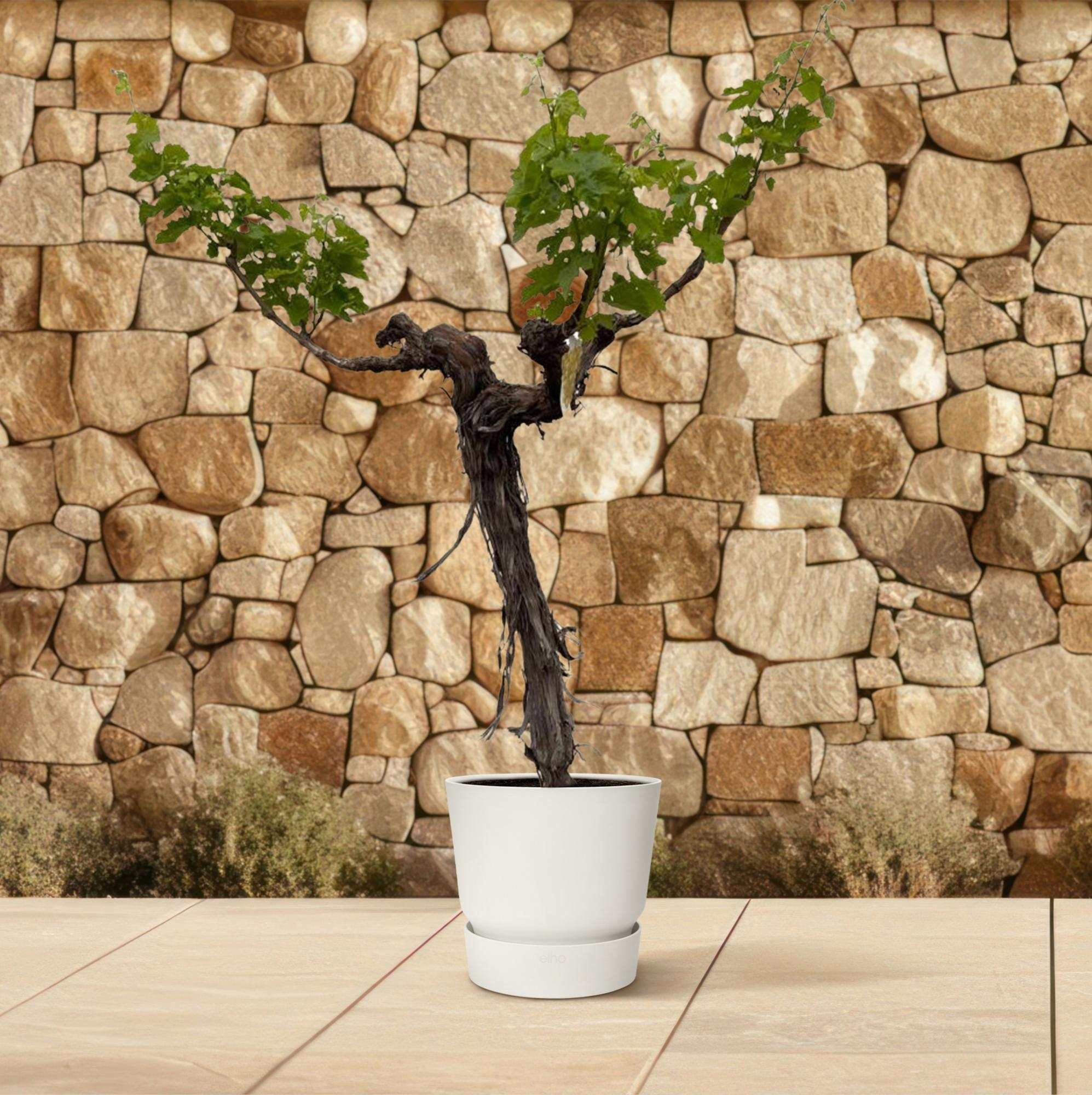 Grape Plant (Vitis Vinifera) - 220cm - ø55