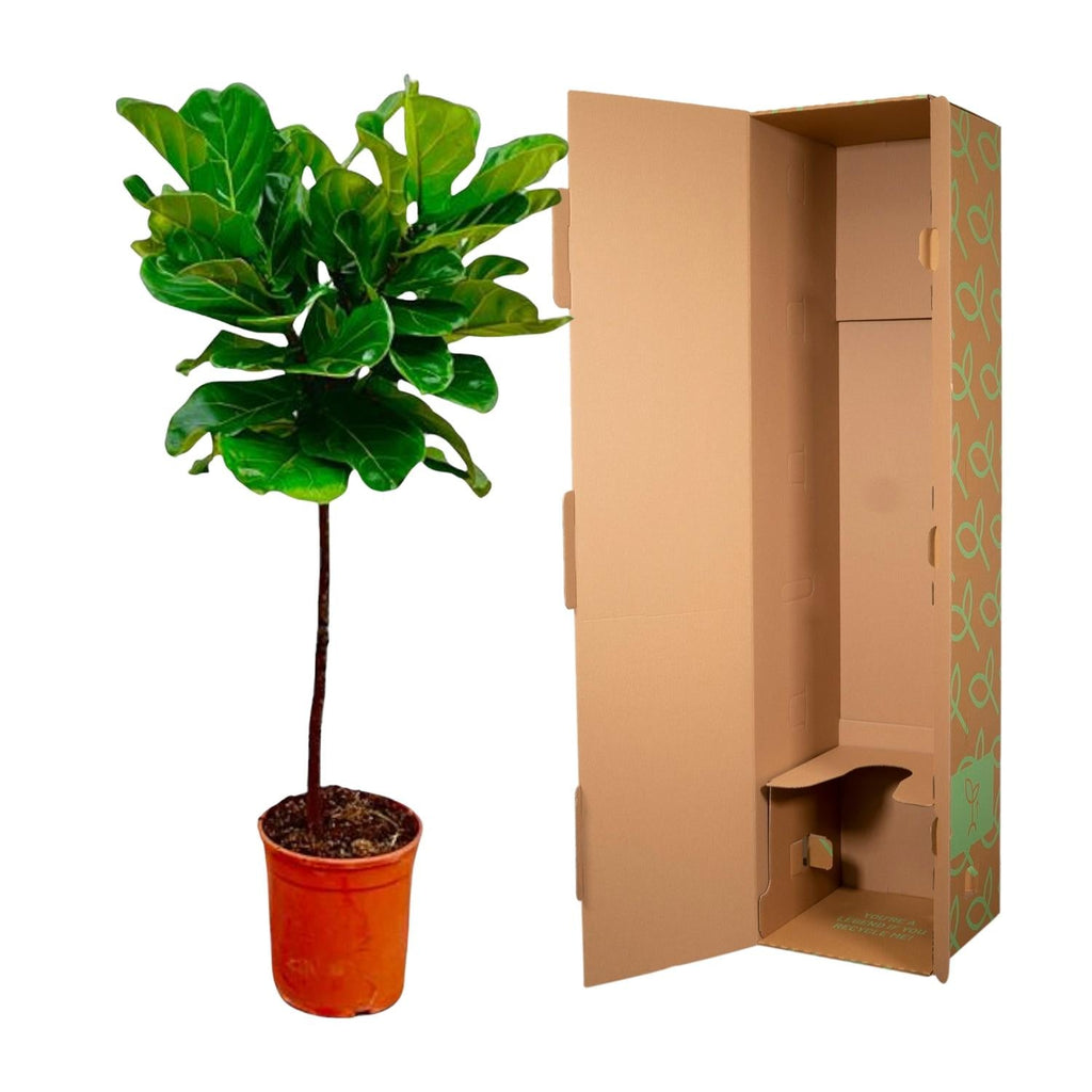 Ficus Lyrata (Fiddle Leaf Fig) - 130 cm - ø24