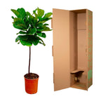 Ficus Lyrata (Fiddle Leaf Fig) - 130 cm - ø24