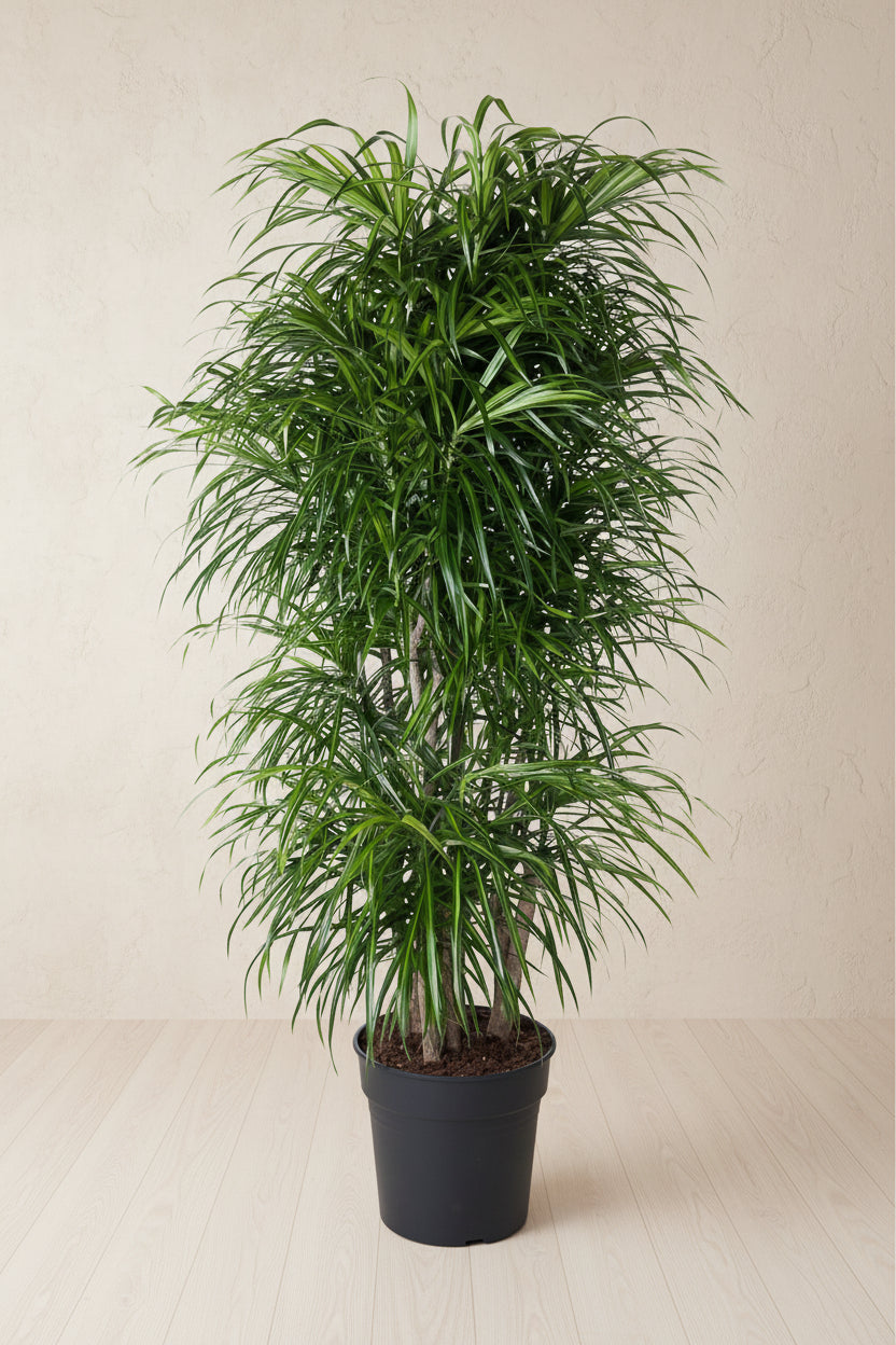 Dracaena Anita Branched - 160 cm - ø34