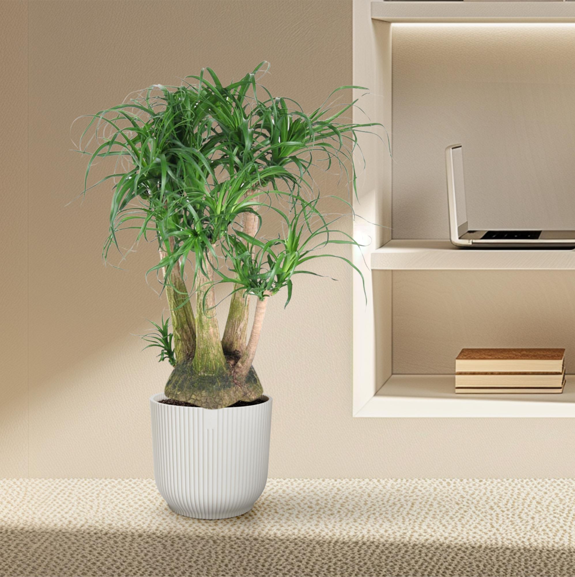 Beaucarnea (Ponytail Palm)  - 110cm - ø41